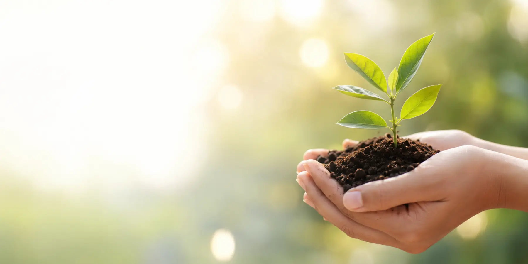 Young plant representing longer-life technology and responsible reuse